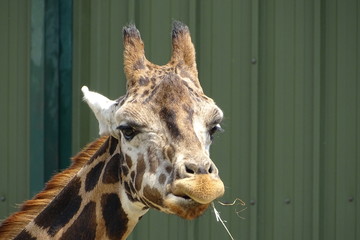 Giraffes at the zoo