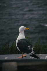 Seagull waiting for food