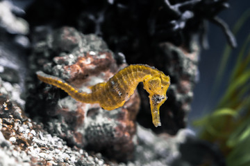 Fototapeta premium Seahorse