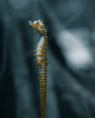 Seahorse