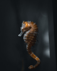 Seahorse