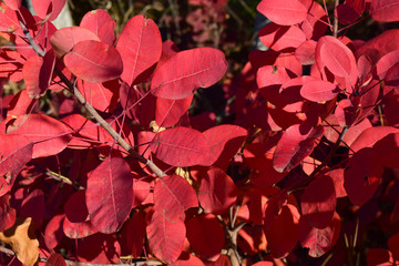 Autumn color leaves of cotinus coggygria.