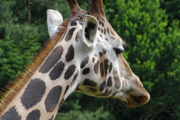Giraffes at the zoo