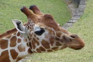 Giraffes at the zoo