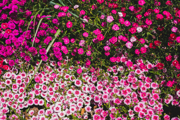 flower garden colourful yard spring festival  pink