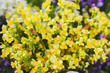 yellow flowers in the garden bee honey pollon