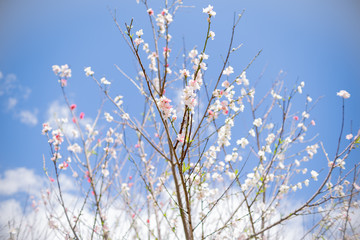 flowers on background of blue sky sakura cherry blossom pretty pink small flower peach