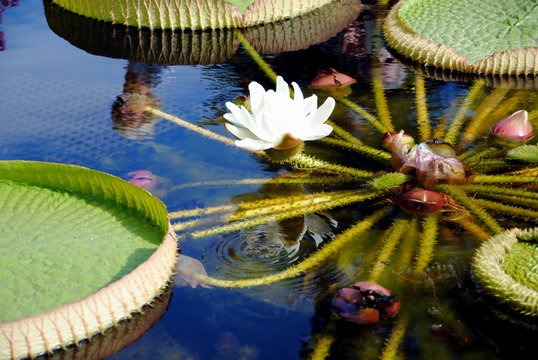 Victoria amazonica or Victoria regia, the largest of the Nymphaeaceae family of water lilies with very large leaves,  in the Hortus Botanicus, Amsterdam
