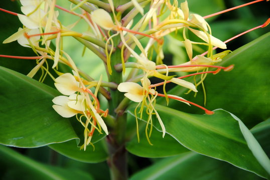 Close up of the pale yellow and red flowers in a dense spike above its long, bright green leaves of Kahili ginger, Kahila garland-lily or ginger lily (Hedychium gardnerianum)