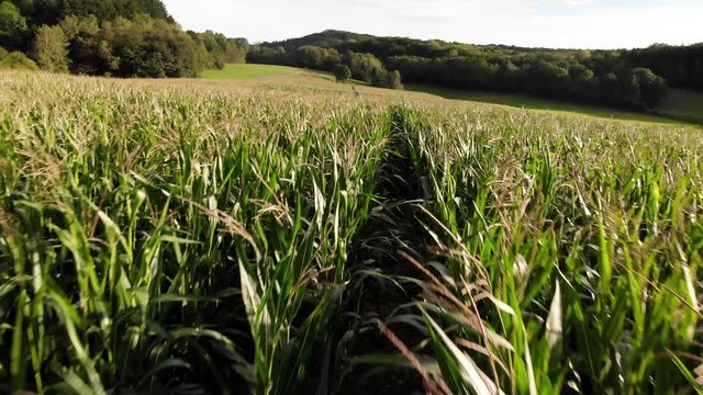 vol au raz d'une plantation de ma&iuml;s