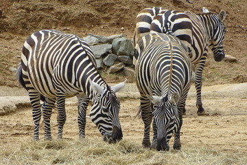 Fototapeta na wymiar Graceful zebras at the zoo