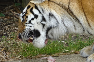 Amur tiger at the zoo