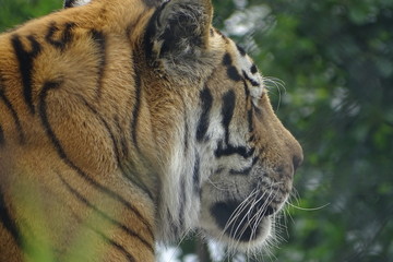 Amur tiger at the zoo