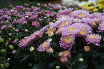 blumenblüte