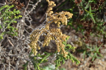 Plants and animald in wild life, Algeria