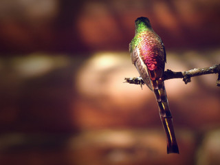 Colibri2 © Florencia