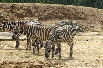 Fototapeta na wymiar Zebras at the zoo