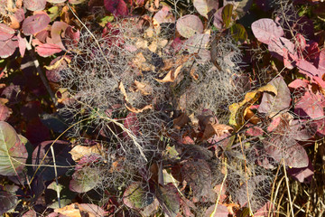 Autumn color leaves of cotinus coggygria