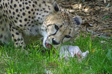 Cheetah feeding at the zoo