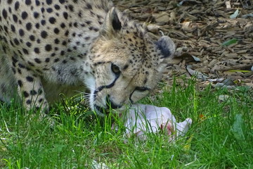 Cheetah feeding at the zoo
