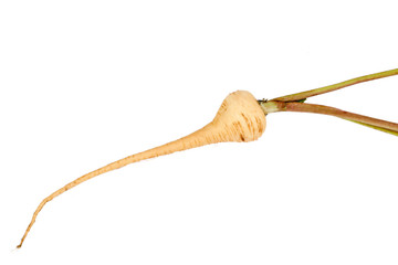 PARSNIP, FRESH with leaves only from the garden, on a white background .