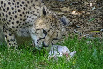 Cheetah feeding at the zoo