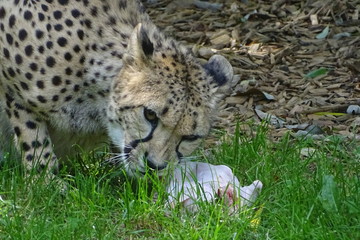 Cheetah feeding at the zoo