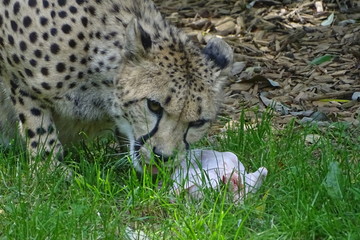 Cheetah feeding at the zoo