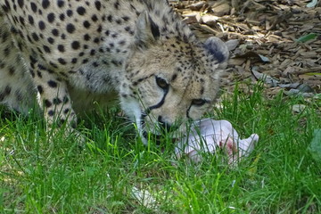 Cheetah feeding at the zoo