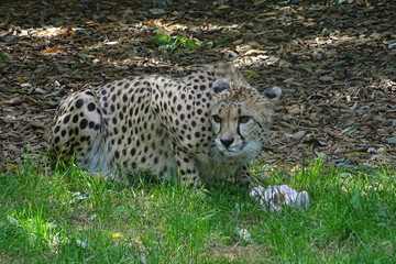 Cheetah feeding at the zoo