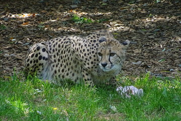 Cheetah feeding at the zoo
