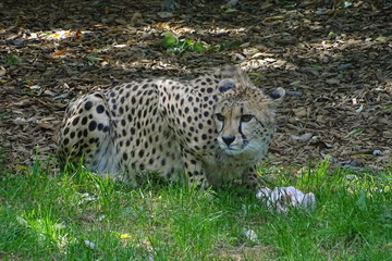 Cheetah feeding at the zoo