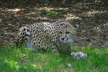 Cheetah feeding at the zoo