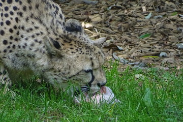 Cheetah feeding at the zoo