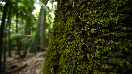 Obraz premium tree in forest