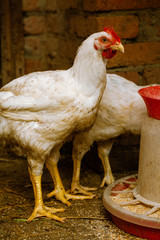 Hen looking for food in the farm yard. Chickens. Free Range Cock and Hens. Chickens in the henhouse on the farm. Chickens walking around lawned garden
