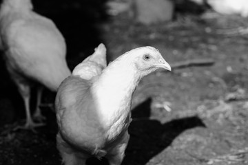 Hen looking for food in the farm yard. Chickens. Free Range Cock and Hens. Chickens in the henhouse on the farm. Chickens walking around lawned garden