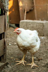 Hen looking for food in the farm yard. Chickens. Free Range Cock and Hens. Chickens in the henhouse on the farm. Chickens walking around lawned garden