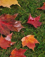 Wet autumn leaves on the grass