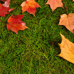Autumn maple leaves with bright color