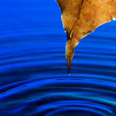 Maple leaf in fall colors over rippled water