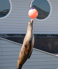 Seal Jumps Into the Air to Tap Orange Ball