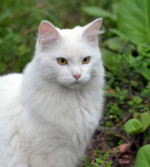 Naklejka na ściany i meble Portrait of white cat
