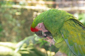Exotic macaw parrot