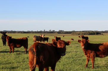 angus nos campos neutrais 1
