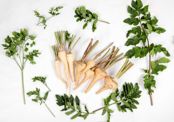 Parsnip and parsley root comparison, FRESH with leaves only from the garden, on a white background .