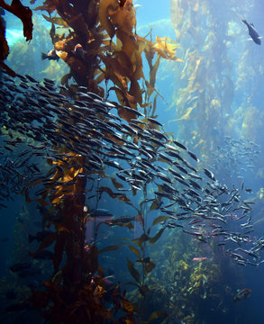 School Of Fish In Kelp Forest