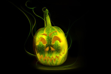 Obraz premium luminous pumpkins in the dark for the autumn Halloween holiday. Jack's grinning head. Magical bright neon green and yellow light in the darkness of Freezelight. All Saints' Day