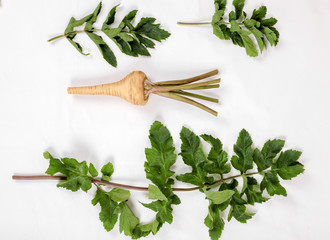 PARSNIP, FRESH with leaves only from the garden, on a white background .