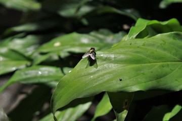 fotos no jardim de casa